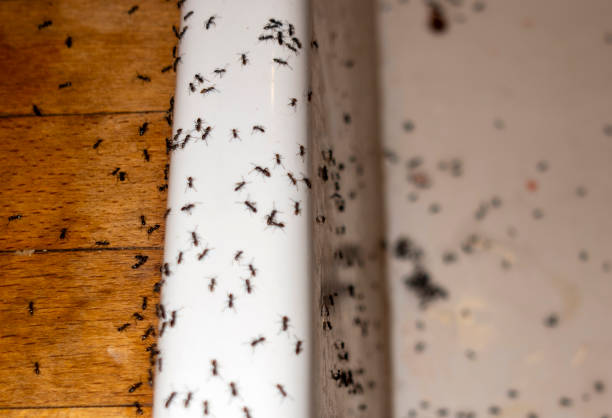 Best Pest Prevention Services  in Milroy, PA