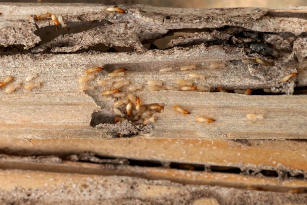 Best Exterminator Services  in Milroy, PA